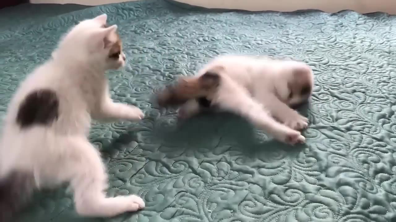 Cute Kittens