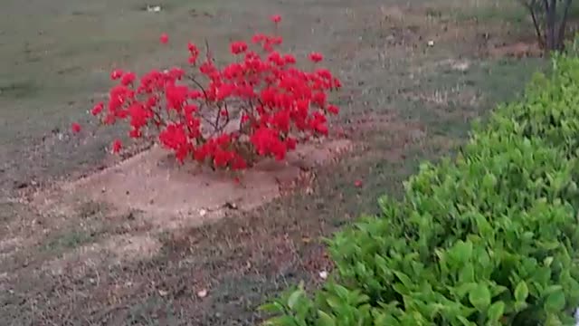 A beautiful bouquet