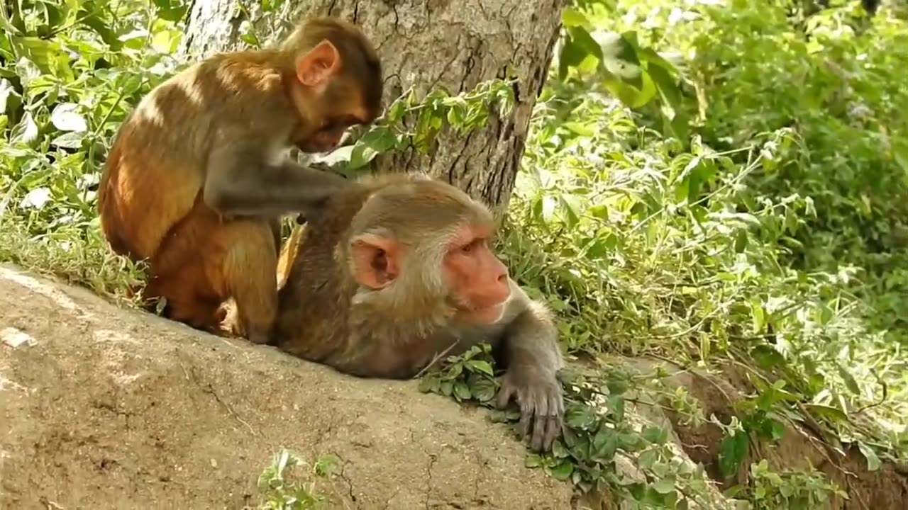 Funny Cute Monkey....