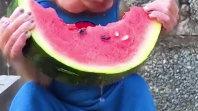 Monkey eats watermelon #monkey #eatwatermelon #cutemonkey