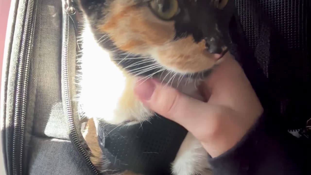 Cute Kitty Is a Calm Plane Passenger