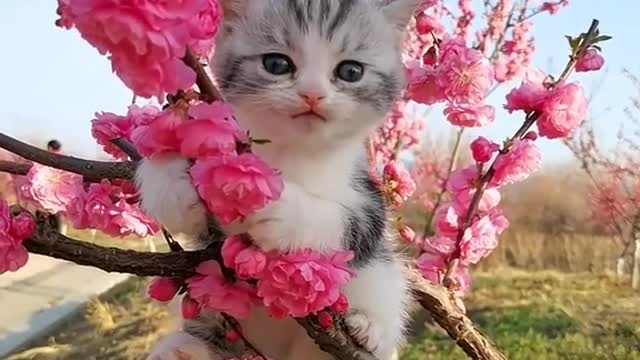 Cute 🥰 #cat #catsoftiktok #cats