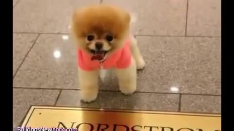 Boo The Shopping Dog (world's cutest dog)