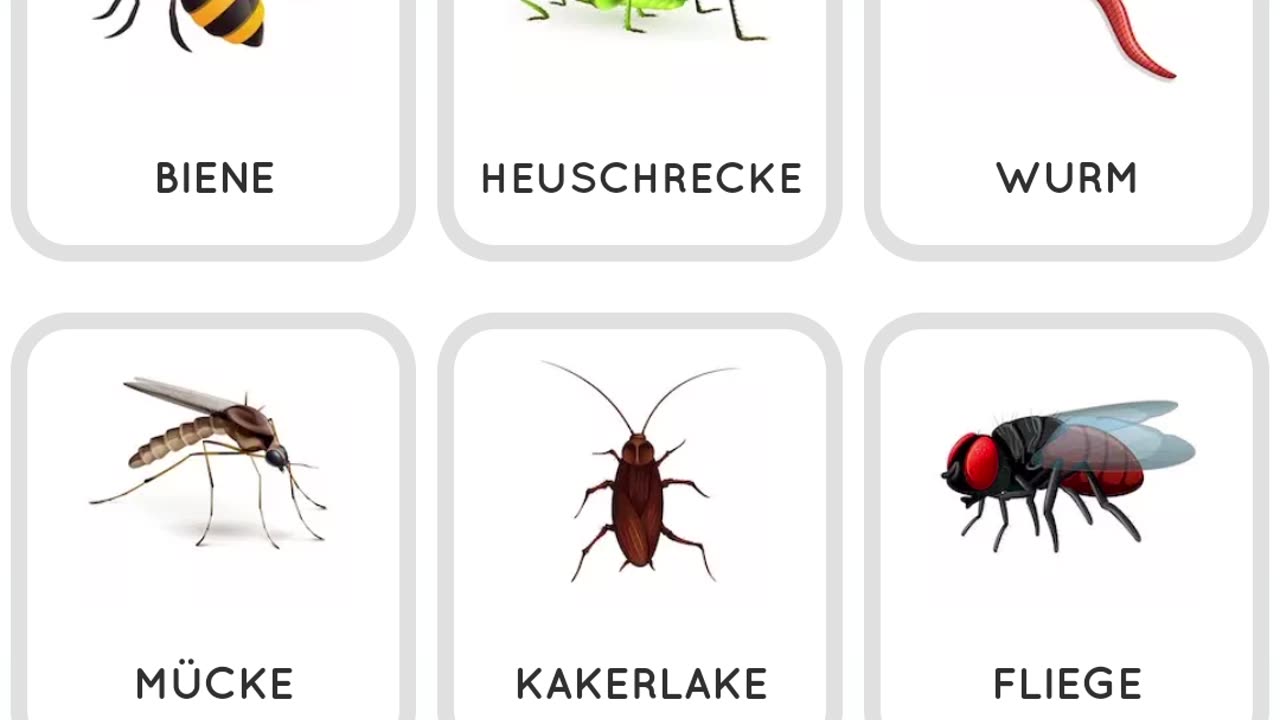 Learn German Insects for beginners (Lerne Deutsch „Insekten“ für Anfänger)