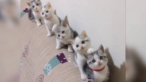 Funny cat dance🤣🤣🤣