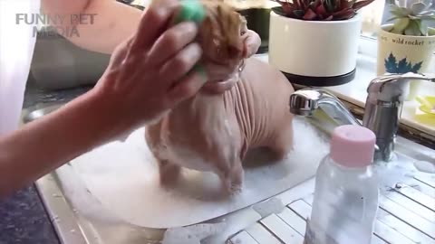 Cat in bath tub 😂