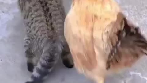 CAT VERSUS CHICKEN #tiktok #tiktokviral #cats #chicken #funny #funnyvideo #trending #viralshort #fyp