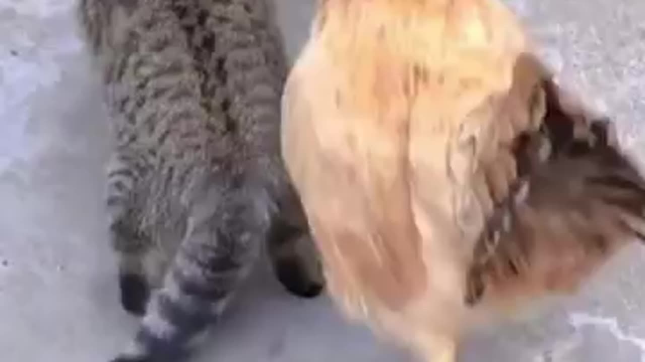 CAT VERSUS CHICKEN #tiktok #tiktokviral #cats #chicken #funny #funnyvideo #trending #viralshort #fyp