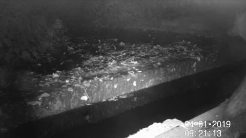 Fox at western end Oct 2022