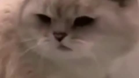 Cat Funny Video - Cute Cats - Funny Meow