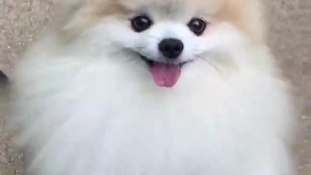 Cute dog video