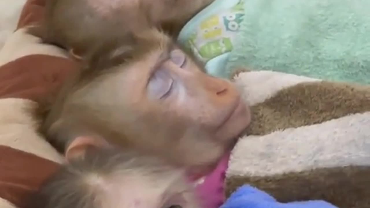 Monkey video part 1 | monkey videos | monkey Home