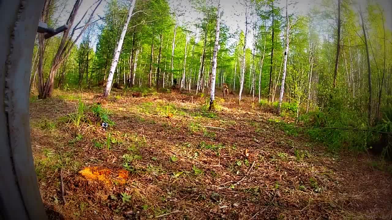 Extremely Rare - Four Siberian Tigers Released Into The Wild (1)
