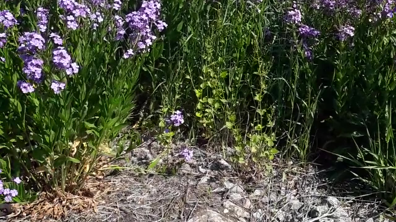 Psalm 8:1 and the beautiful flowers of Spring in Watertown, Wisc. 5,26,23