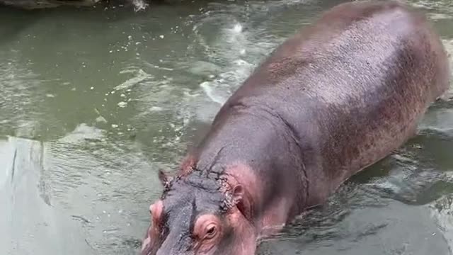 Hippos love bathing