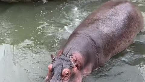 Hippos love bathing