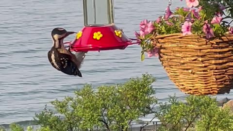 Woodpecker Pretends To Be A Hummingbird