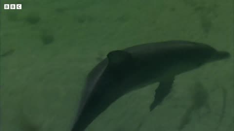 Young Dolphin Plays in the Open Waters | Puck's Story Part 5 | Dolphins of Shark Bay | BBC Earth