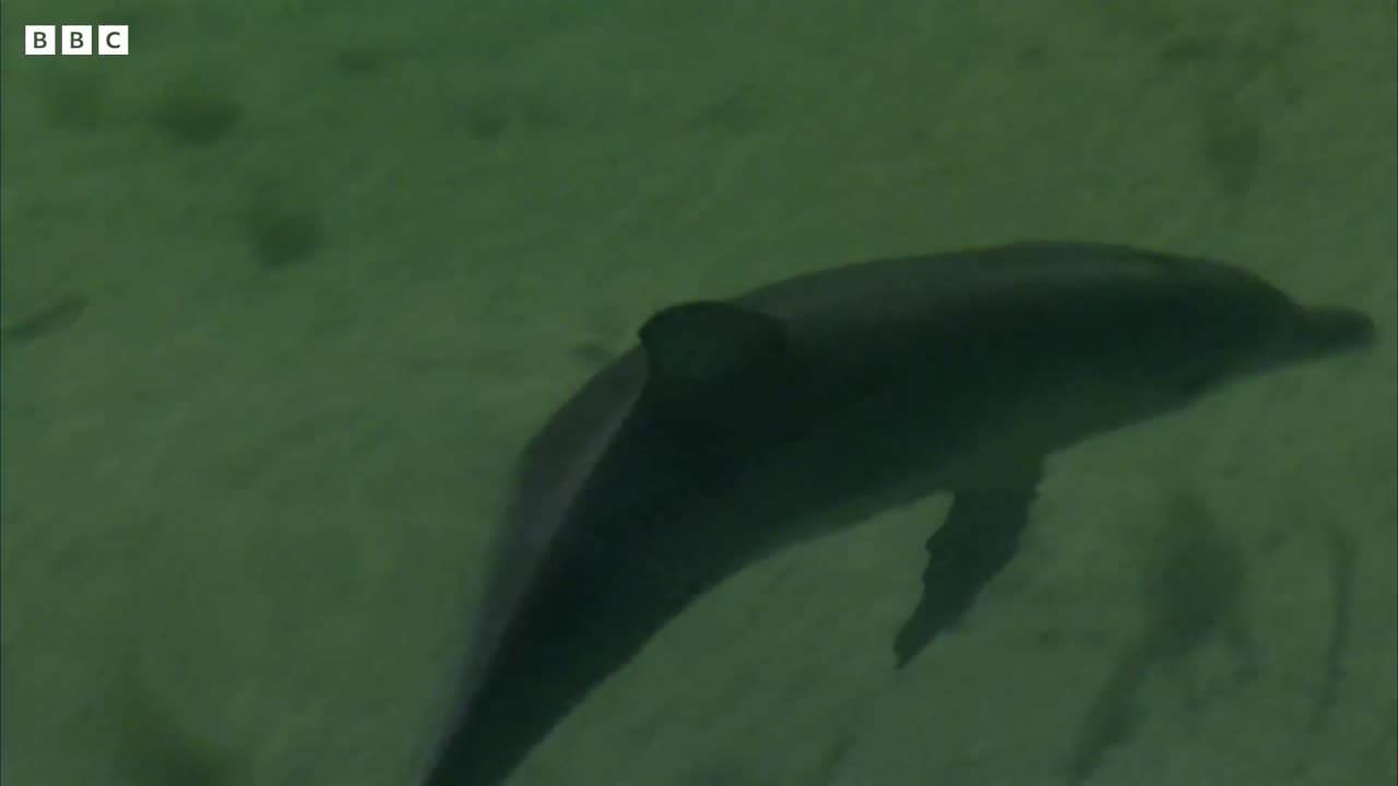 Young Dolphin Plays in the Open Waters | Puck's Story Part 5 | Dolphins of Shark Bay | BBC Earth