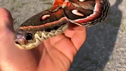 The cecropia moth is North America's largest native moth.