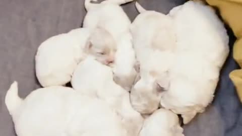 Have a litter of dogs 😱😱
