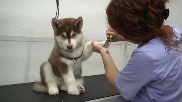 Attempting to bathe a litter of Husky puppies!