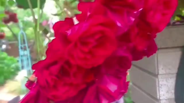 Flower House 🌸🌺🌻🌹🌷🌼💐