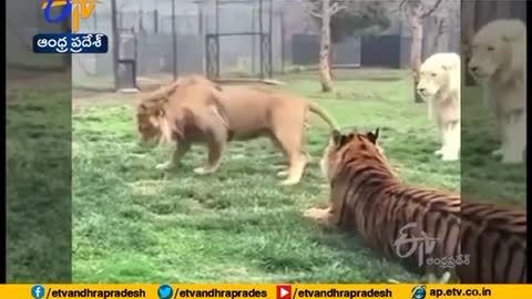 Lion Gets Into a Fight With Tiger