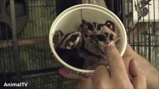 SUGAR GLIDERS Flying - Funny & Cute Compilation