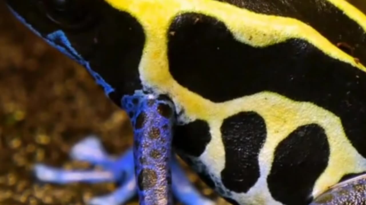 Dart Frog Poison