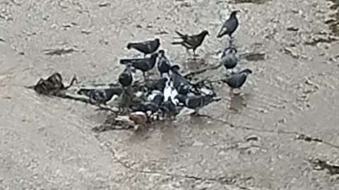 ΜΕ ΛΙΓΟ ΝΕΡΑΚΙ Η ΚΡΑΣΑΚΙ Η ΑΛΕΥΡΑΚΙ ΘΑ ΠΕΦΤΟΥΝ ΓΙΑ ΠΡΟΣΚΥΝΗΣΗ ΣΤΟΝ ΔΙΑΒΟΛΟ!!!ΜΗ ΓΕΝΟΙΤΟ