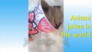 Cat Coffe