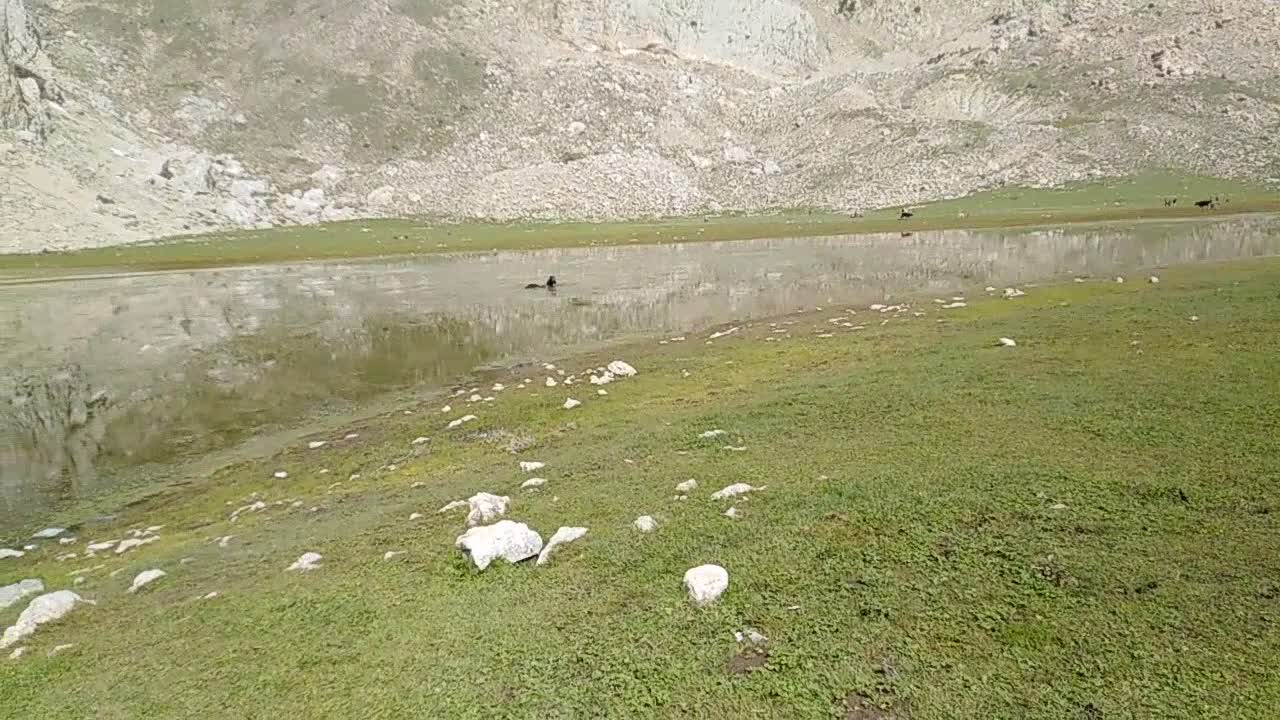 A horse swimming in the river