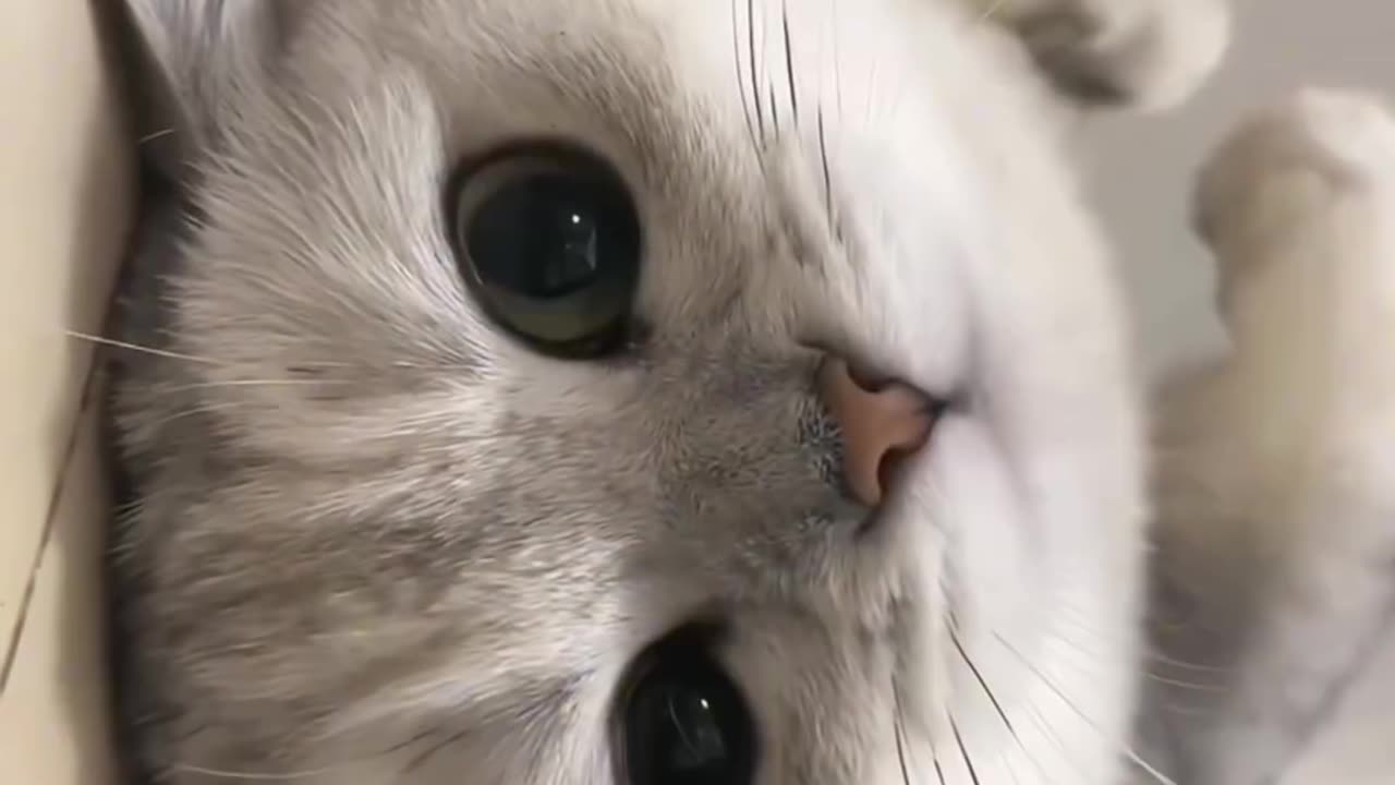 #cat