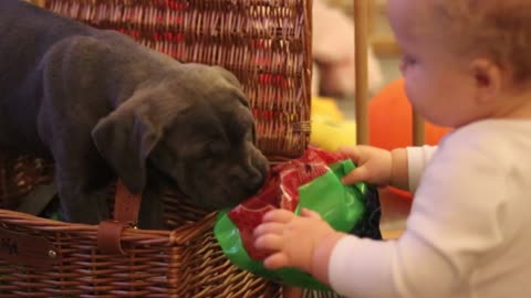 CANE CORSO PUPPY! The BEST Things About New Puppies!