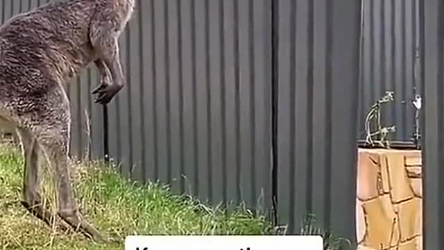 It's a friendly reminder never to get into a fight with a kangaroo