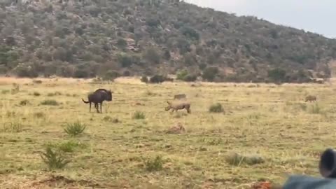 🔥 A baby rhino playfully charging a wildebeest before running back to mom 🔥