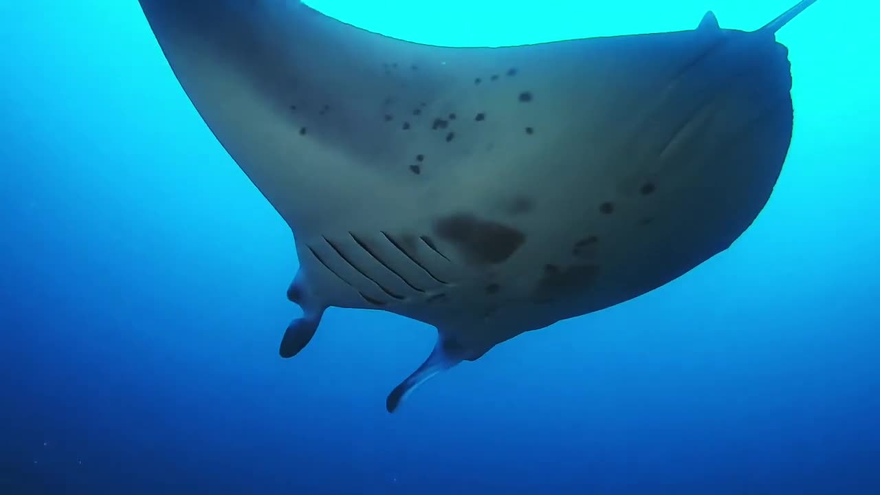 Swim with manta rays in Maldives