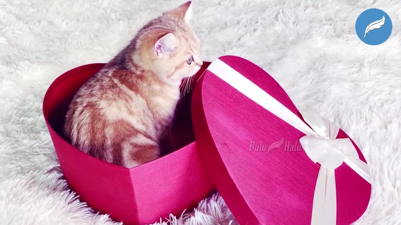 Compilation Video | Charming Super Cute Kittens