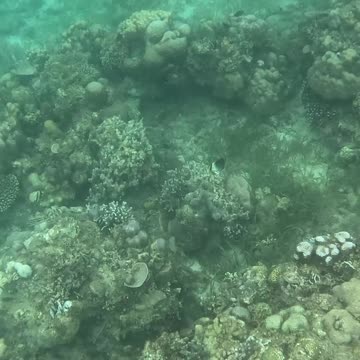 Unveiling Underwater Wonders, A Snorkeling Adventure