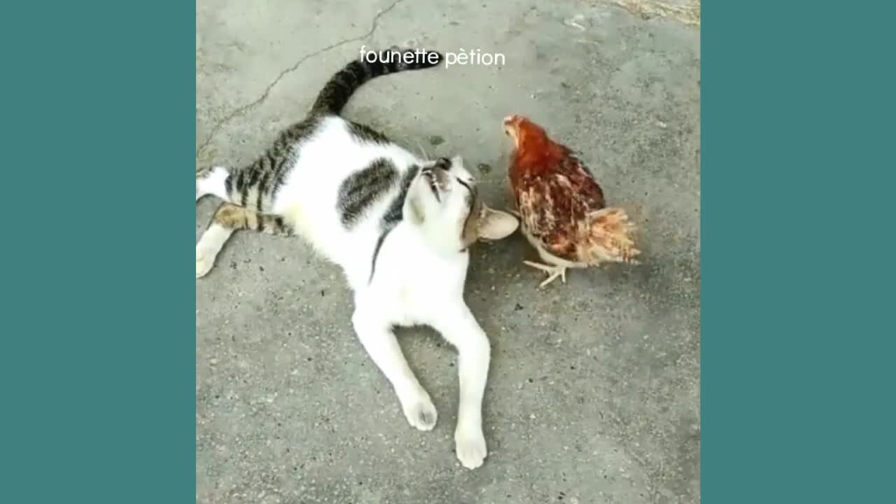 Funny Animal