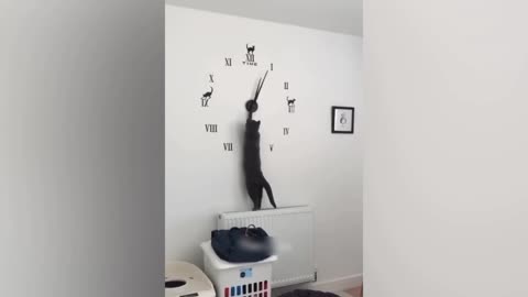 Amazing funny cat 🐈 short video