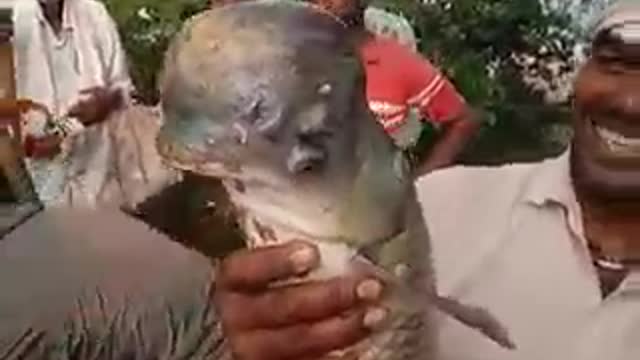 amazing fish catching