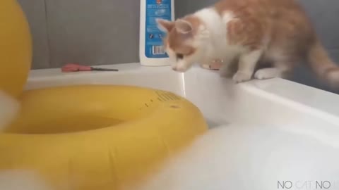 top 20 funny animals video video compilation