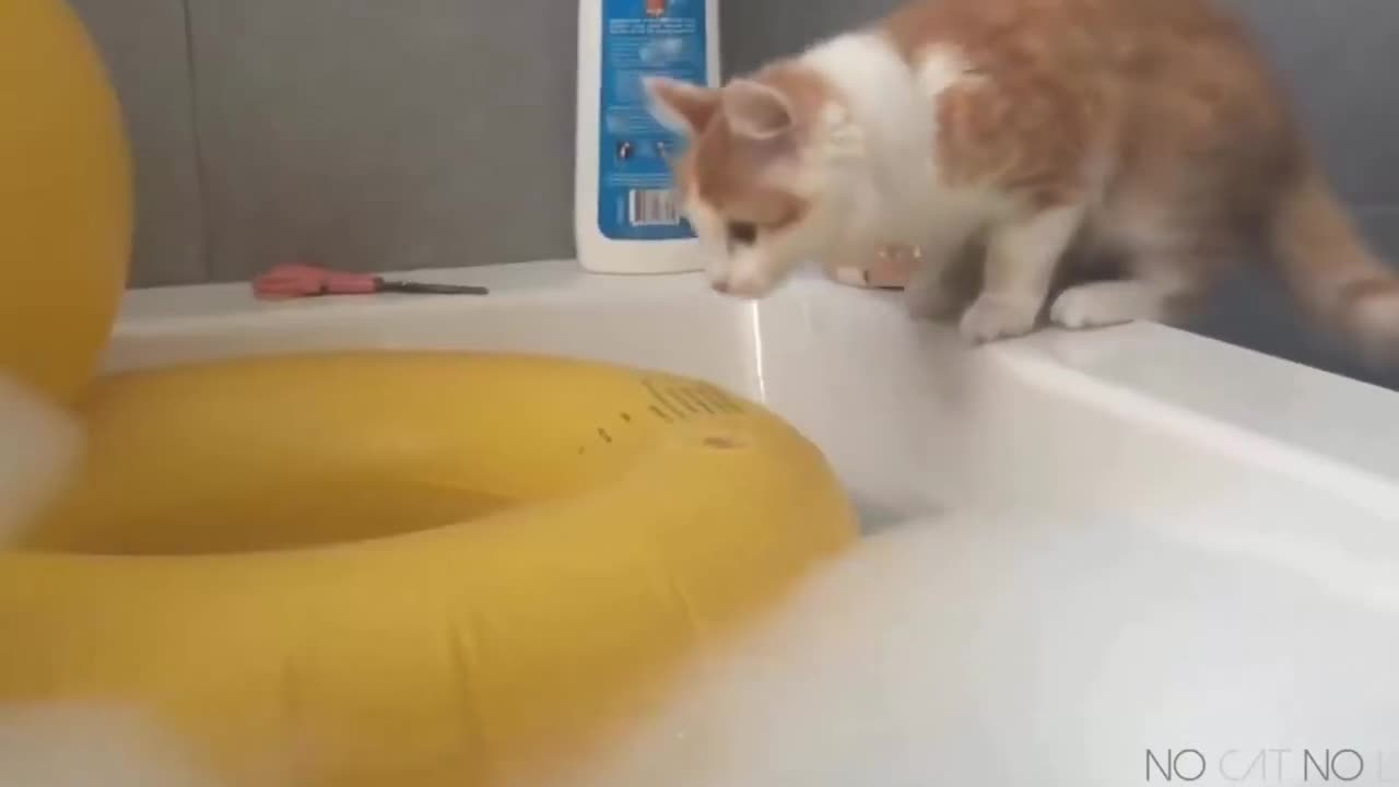 top 20 funny animals video video compilation