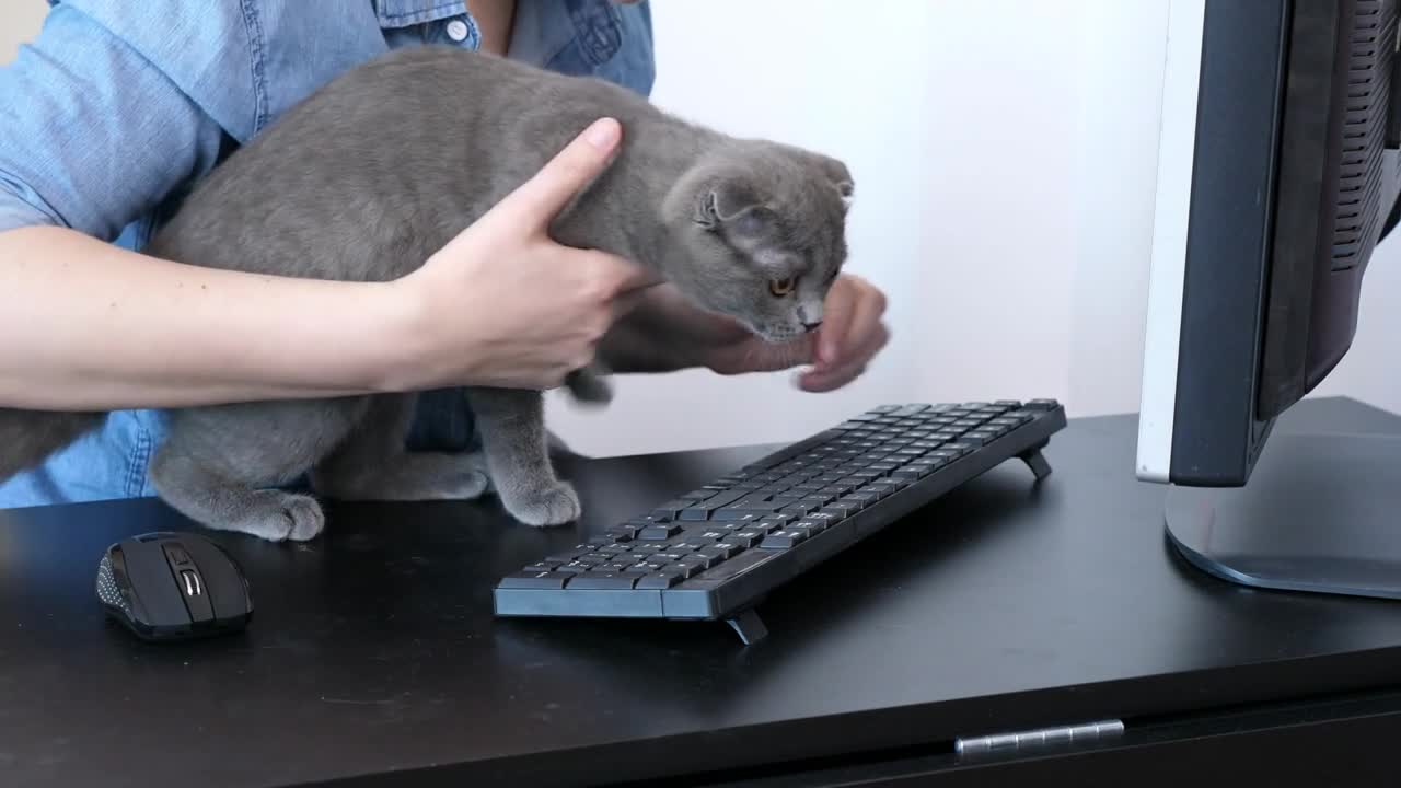 Adorable scottish fold kitten doesn't want to stay in her owner arms while she