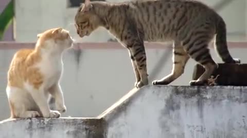 funny animal videos|cute animal videos|dog and cat funny videos|hilarious pet videos|funny videos