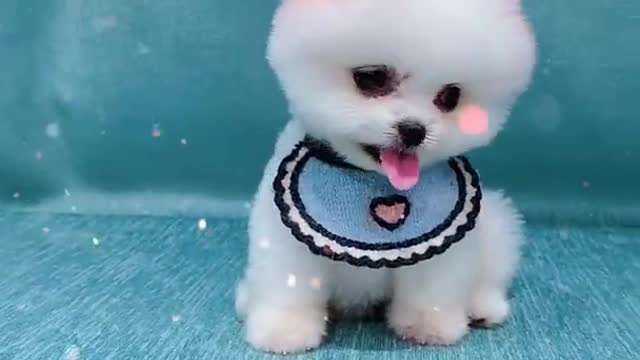 Mini Pomeranian, Funny and Cute Puppies, Puppies Videos