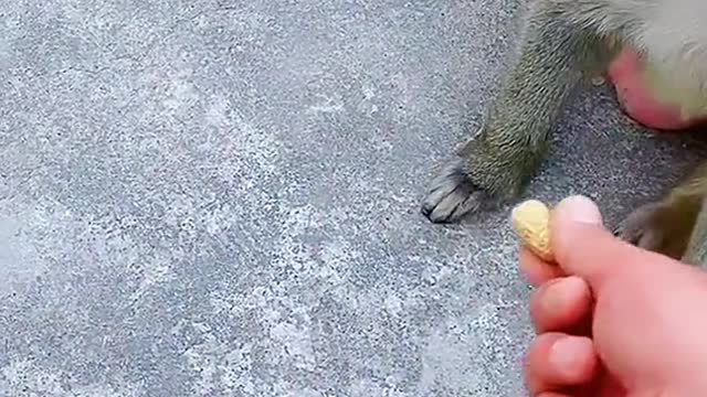 Monkeys eat peanuts