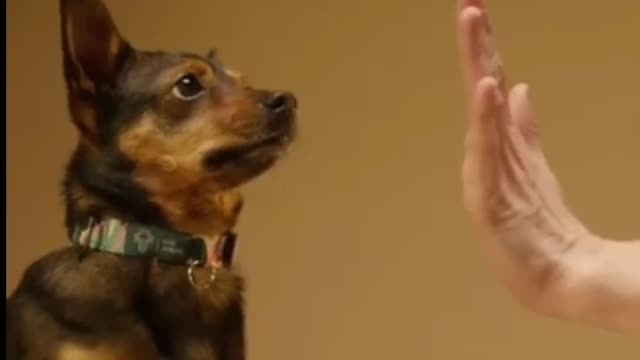 How to train your dog with great skills-part 2 I Dog training I Dog training videos